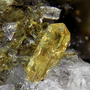 Xenotim © Norbert Urban