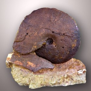 Pinacoceras parma Mojsisovics - mit Bissspuren eines Nothosaurus © Norbert Urban